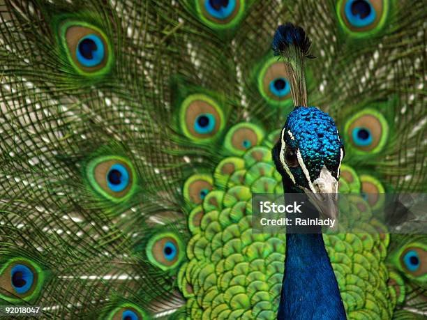 Peacock Stock Photo - Download Image Now - Animal, Animal Wildlife, Beak