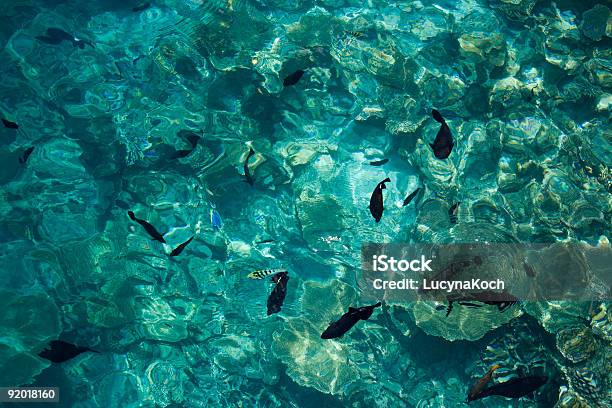 Herrlich Blue Wasser Und Fische Stockfoto und mehr Bilder von Abstrakt - Abstrakt, Ari-Atoll, Atoll