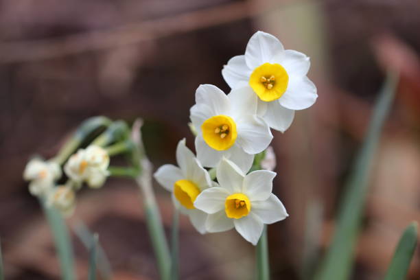 istock narcissus flower in Japan 920183768