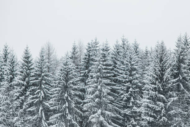 istock Pines trees covered with snow in nature 920183844