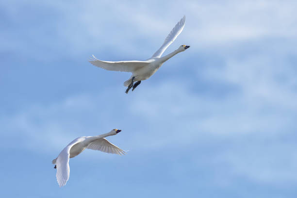 istock Pair of swans flying 920183868