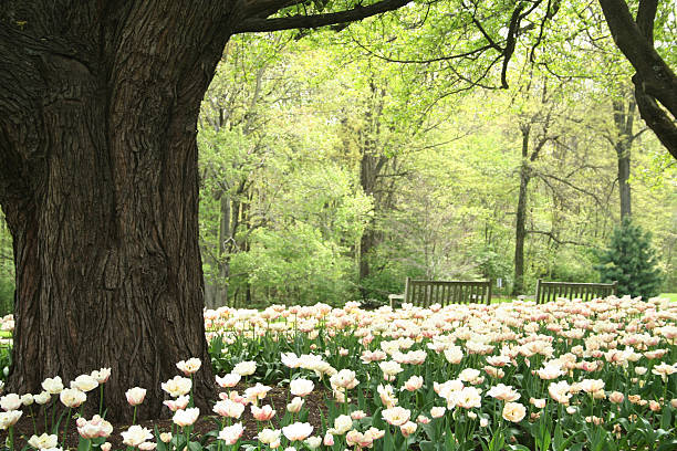 Spring scenic stock photo