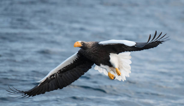 istock Steller's Sea Eagle Japan 920186234