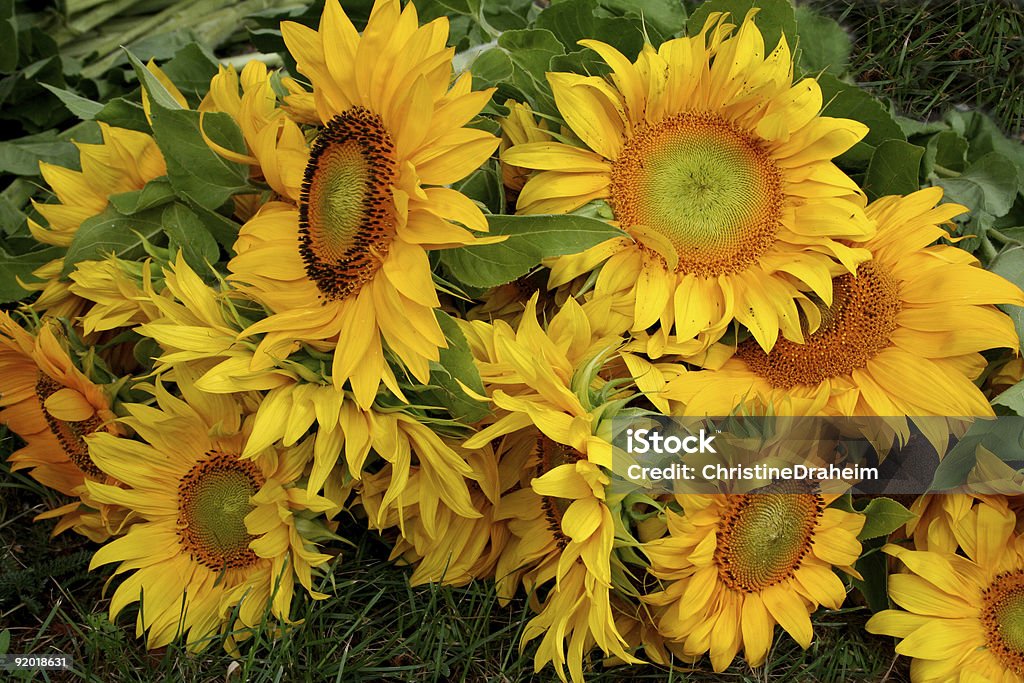 A bouquet of sunflowers  Beauty In Nature Stock Photo