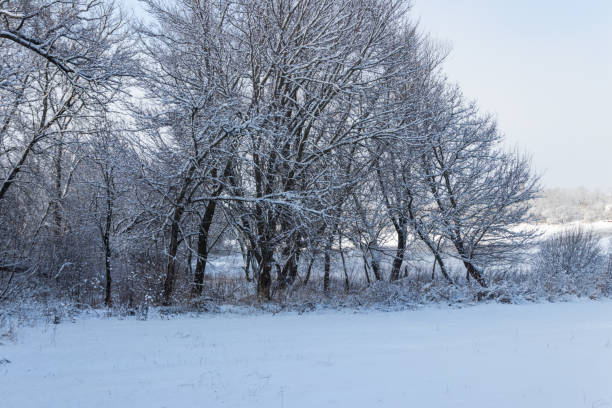 istock Winter rural landscape with snowy meadow and trees covered with snow 920188832