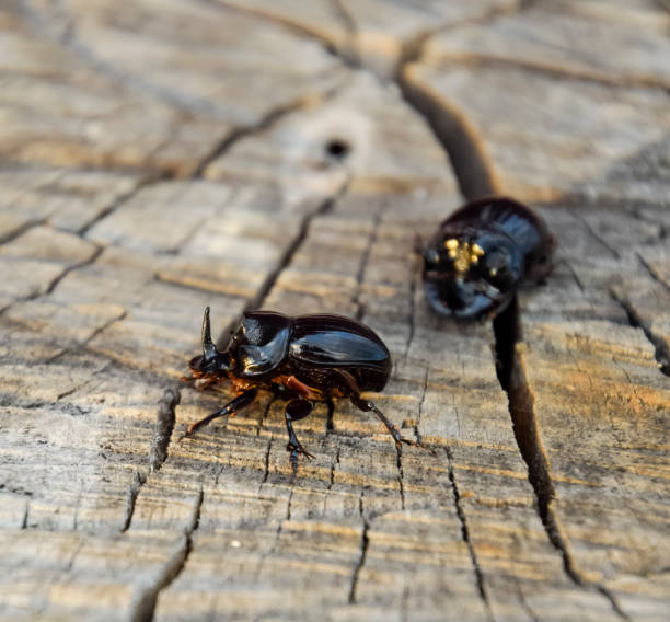 A rhinoceros beetle on a cut of a tree stump. A pair of rhinocer A rhinoceros beetle on a cut of a tree stump. A pair of rhinoceros beetles. naso unicornis stock pictures, royalty-free photos & images