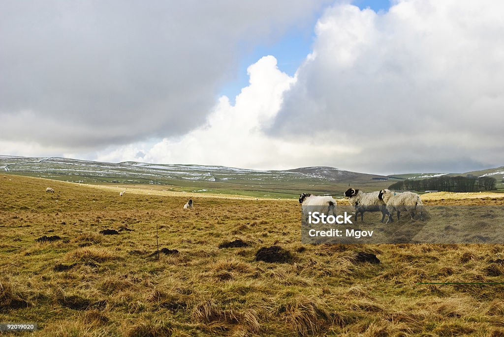 Yorkshire Dales - Photo de Mouton libre de droits