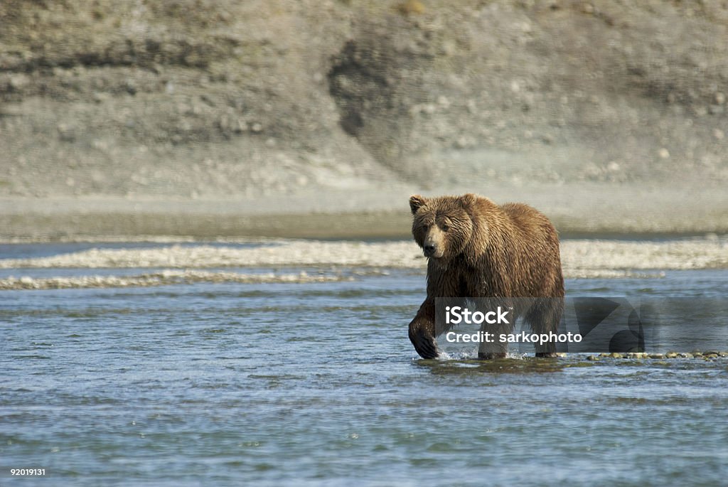 Niedźwiedź brunatny Chodzić po wodzie w Rzeka McNeil - Zbiór zdjęć royalty-free (Alaska)