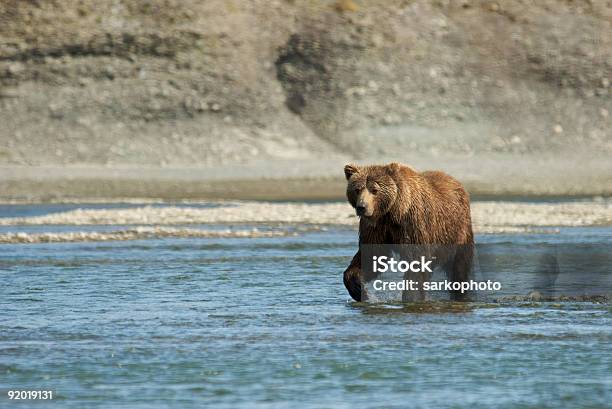 Niedźwiedź Brunatny Chodzić Po Wodzie W Rzeka Mcneil - zdjęcia stockowe i więcej obrazów Alaska