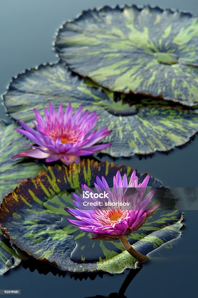 Water lily flowers  Aquatic Organism Stock Photo