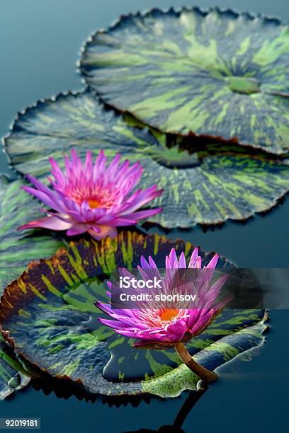 Water Lily Flowers Stock Photo - Download Image Now - Aquatic Organism, Beauty In Nature, Blossom