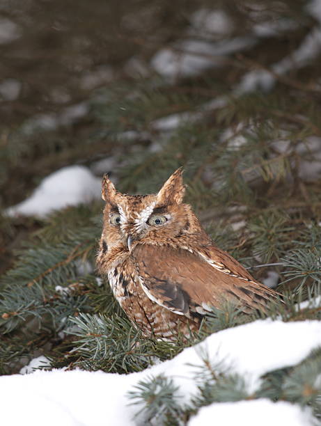 rouge graduellement petit-duc maculé des indes - red owl screech owl animal photos et images de collection
