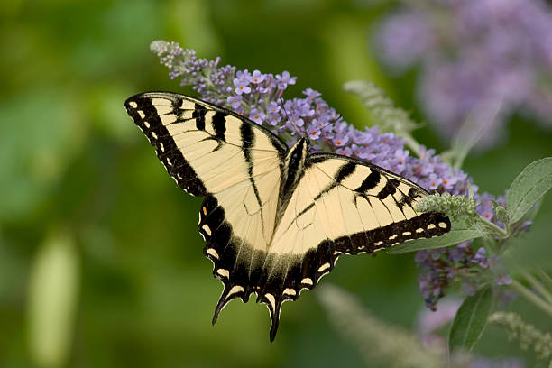 Tiger SwallowTail ButterFly stock photo