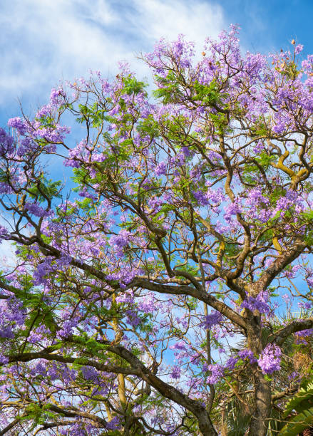 istock Black poui or Jacaranda mimosifolia 920196608
