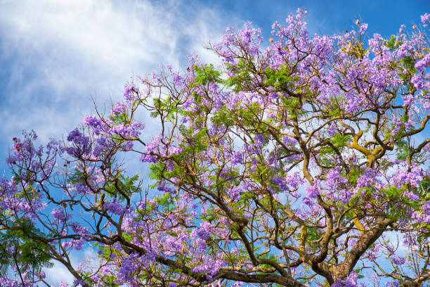 istock Black poui or Jacaranda mimosifolia 920196628