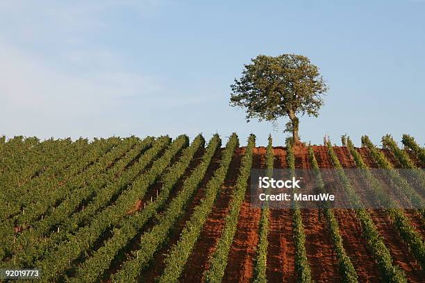 Photo libre de droit de Un Seul Arbre De Vignoble En Toscane banque d'images et plus d'images libres de droit de Arbre - Arbre, Ciel, Ciel sans nuage