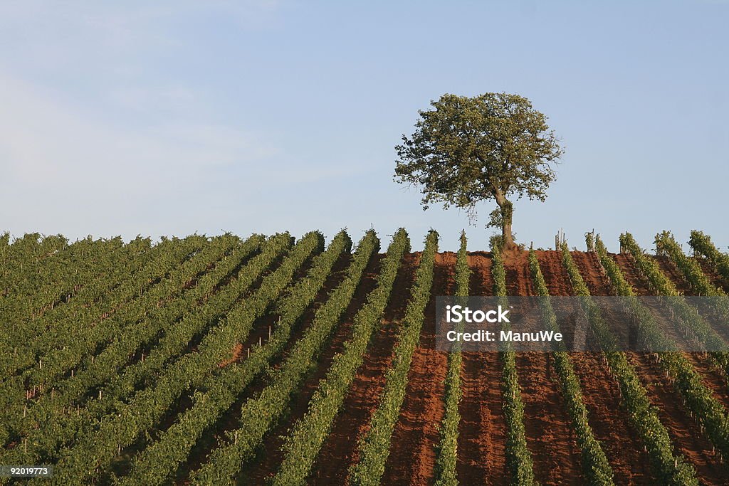 一本の木にトスカーナに広がるブドウ園 - つる草のロイヤリティフリーストックフォト