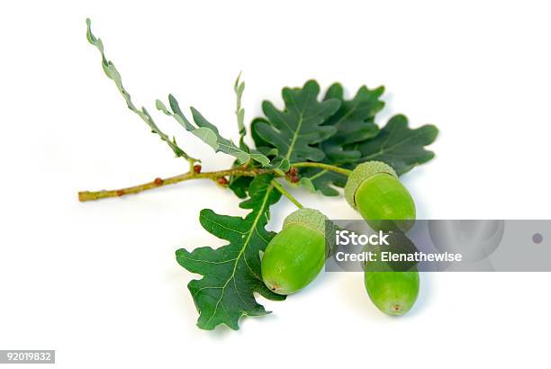 Ghiande Di Quercia Branch - Fotografie stock e altre immagini di Ambientazione tranquilla - Ambientazione tranquilla, Arredamento, Autunno