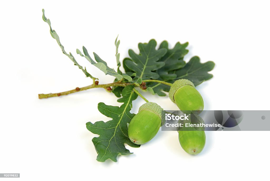 どんぐり oak branch - カットアウトのロイヤリティフリーストックフォト
