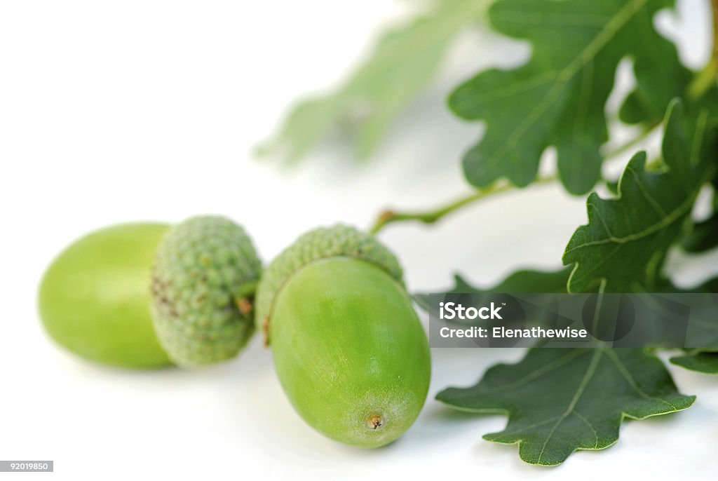 Ghianda oak branch - Foto stock royalty-free di Ambientazione tranquilla