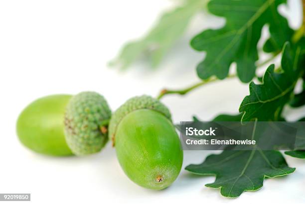 Ghianda Oak Branch - Fotografie stock e altre immagini di Ambientazione tranquilla - Ambientazione tranquilla, Arredamento, Autunno