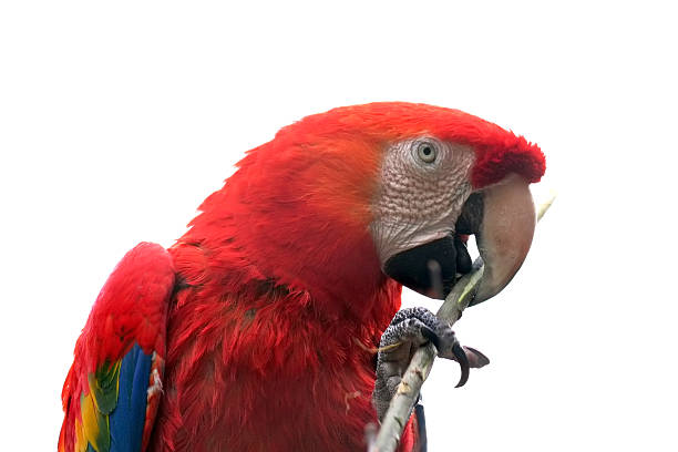 isolated parrot  mccaws stock pictures, royalty-free photos & images
