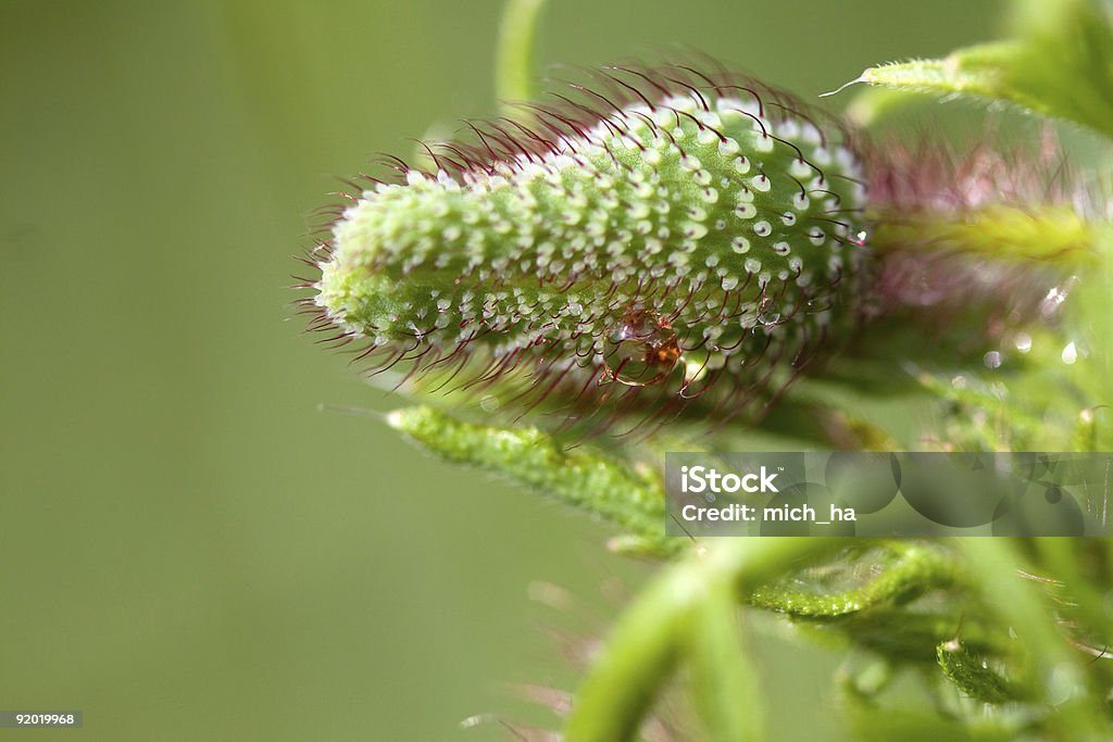 Papavero con le gocce d'acqua - Foto stock royalty-free di Aiuola