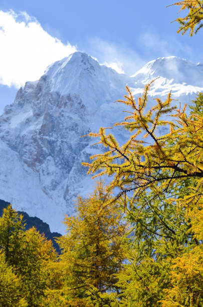 śnieżny szczyt góry w kolorowej jesieni w yading national reserve, syczuan, chiny - alpenglow autumn beauty in nature clear sky zdjęcia i obrazy z banku zdjęć