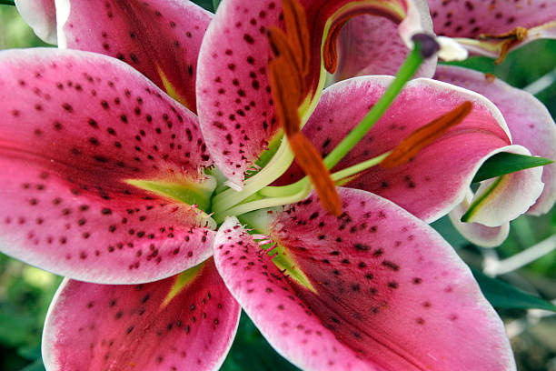 stargazer - giglio giapponese foto e immagini stock