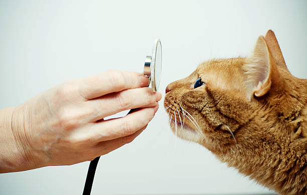 vétérinaire avec stéthoscope et chat muselière - vet domestic cat veterinary medicine stethoscope photos et images de collection