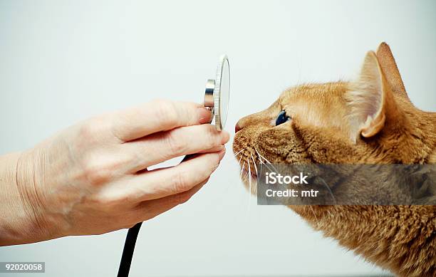 Veterinario Con Stetoscopio E Gatto Museruola - Fotografie stock e altre immagini di Gatto domestico - Gatto domestico, Veterinario, Stetoscopio