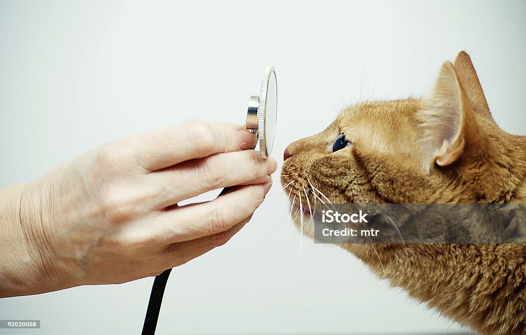獣医の聴診器および猫に口輪 - 飼い猫のロイヤリティフリーストックフォト