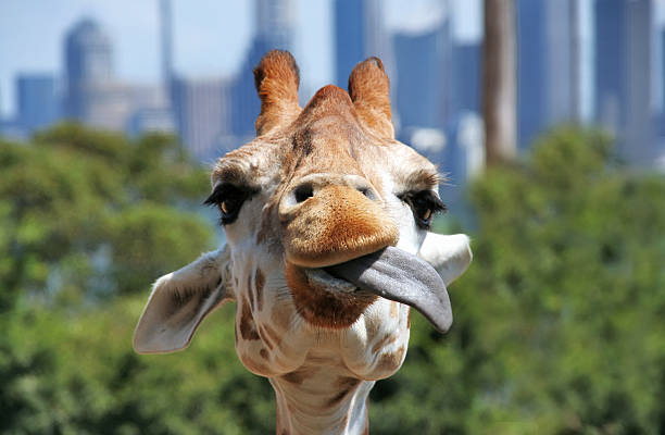 Yummy. Delicious.  giraffe stock pictures, royalty-free photos & images