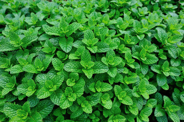 istock green mint plant in growth at vegetable garden 920202552