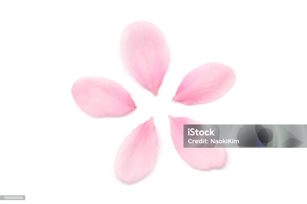 Japanese cherry blossom petals on white background Japanese pink cherry blossom petals on white background Petal Stock Photo