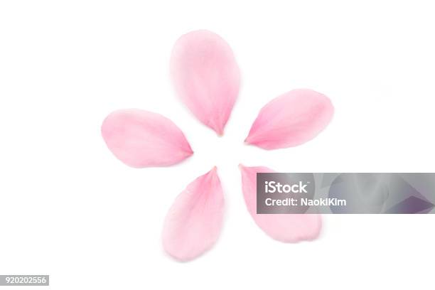 Japanese Cherry Blossom Petals On White Background Stock Photo - Download Image Now - Petal, Pink Color, Cherry Blossom