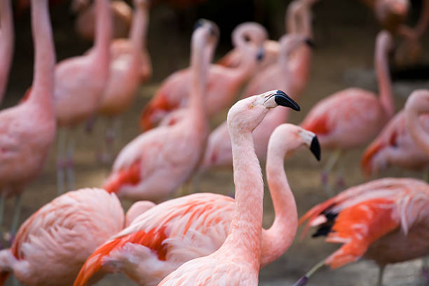 Flamingos stock photo