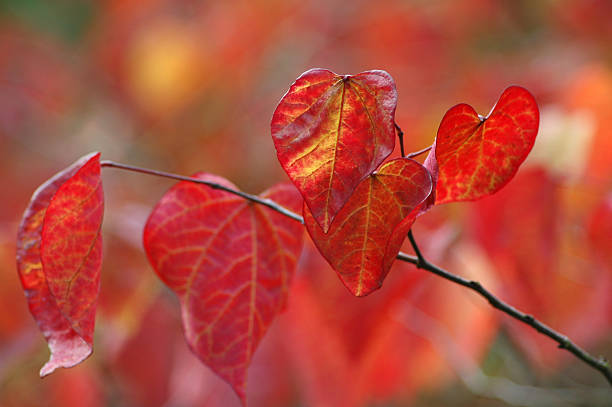 istock Cercis canadensis Forest Pansy Autumn 92020376