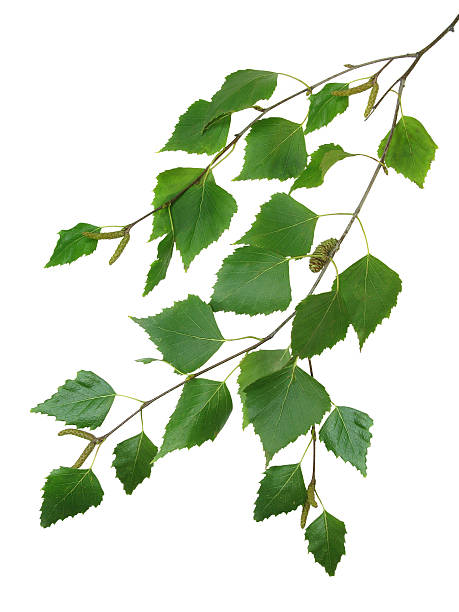 istock branch of a birch 2 92020422