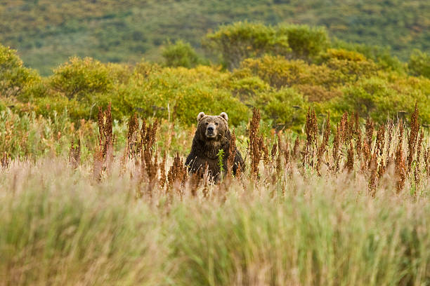 istock Brown Grizzly Bear Standing in Alaska 92020525