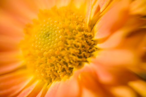 Orange Chrysanthemum Abstract Stock Photo - Download Image Now - Autumn ...