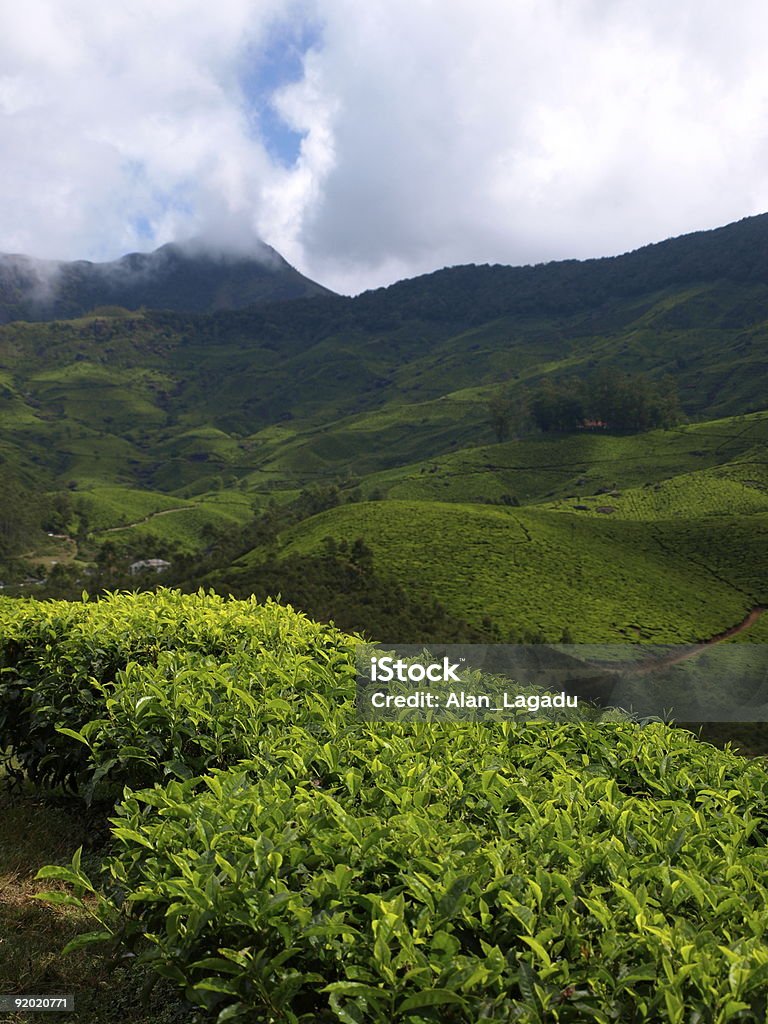 Herbata plantation, Munnar, Indie. - Zbiór zdjęć royalty-free (Bez ludzi)