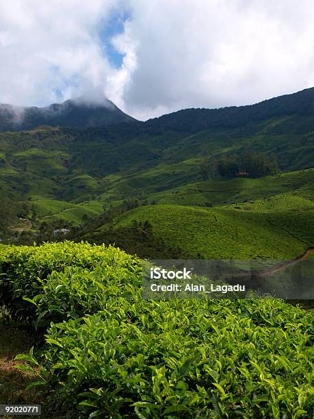 Plantação De Chá Índia Munnar - Fotografias de stock e mais imagens de Agricultura - Agricultura, Ao Ar Livre, Chá - Colheita