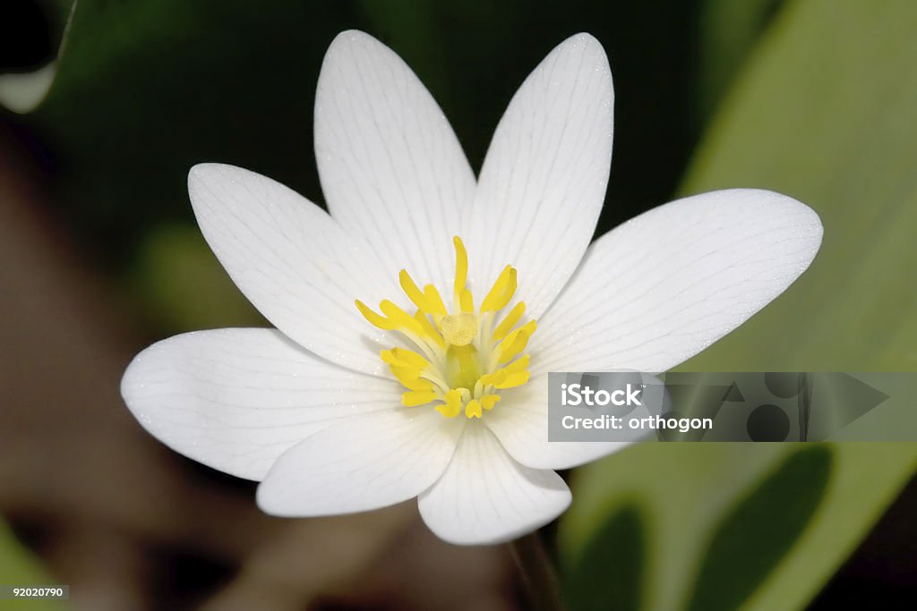 Bloodroot flower close-up  Close-up Stock Photo