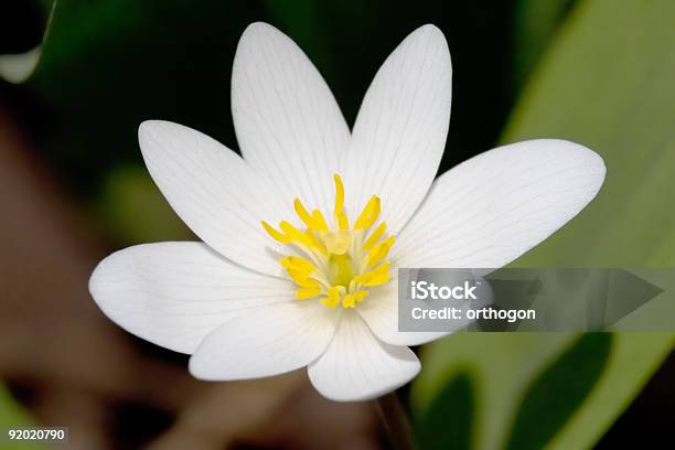Bloodroot Flower Closeup Stock Photo - Download Image Now - Close-up, Color Image, Horizontal
