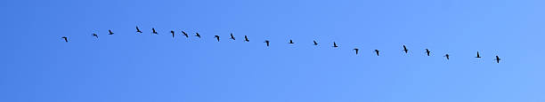 Canada Geese migrating South stock photo