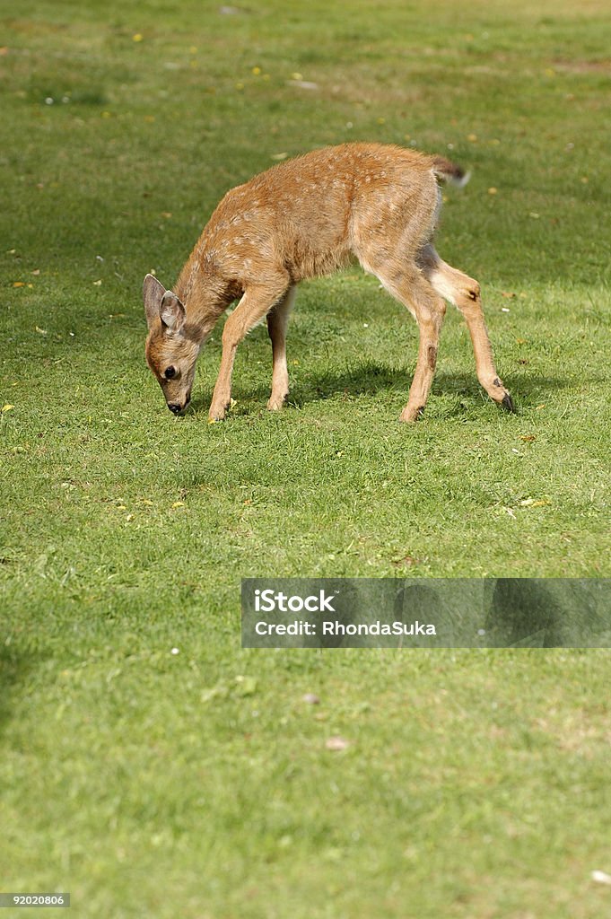 Jeune herbe verte à Pois fauve manger - Photo de Animaux à l'état sauvage libre de droits