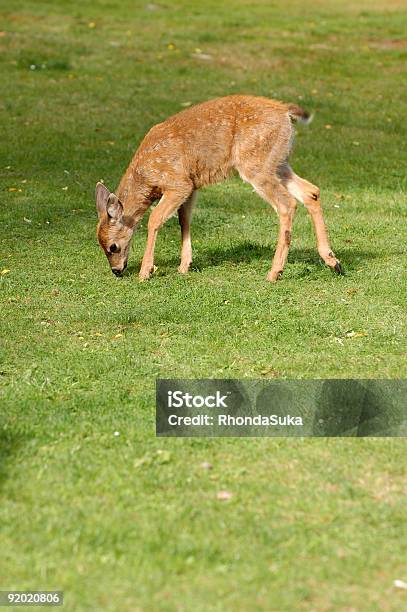 Jovem Bubo Cria De Enho Comer Relva Verde - Fotografias de stock e mais imagens de Animal - Animal, Animal selvagem, Ao Ar Livre