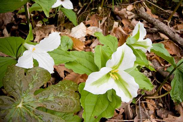 istock Green and white trillium flower 92020820