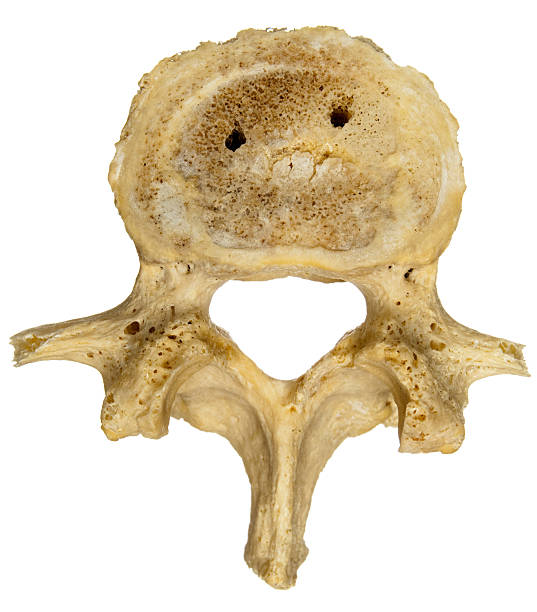 istock Human Lumbar Vertebra - Superior View 92020883